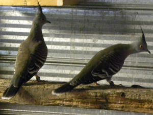 Australian Crested Doves