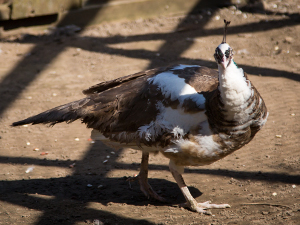 Purple Pied 2