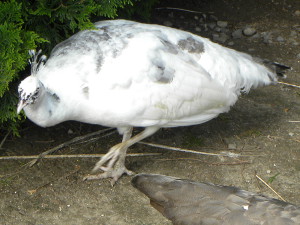 Silver Pied 1