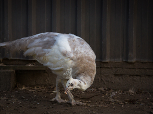 Silver Pied 4