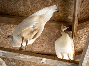 White Peahens