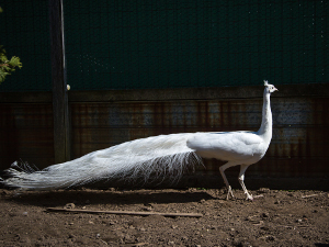 White Peacock